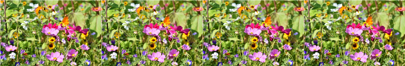 Samenbomben:  werfen – warten – wundern